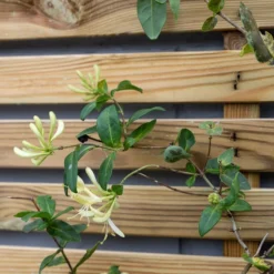 Forest 6' X 3' Pressure Treated Slatted Trellis Panel (1.8m X 0.9m) -Zen Gardenia Sales 6 sltrel900 close up min