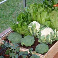 Palram Canopia Greenhouse Irrigation Kit -Zen Gardenia Sales 702043 palram canopia greenhouse irrigation kit close up4 min