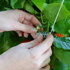 Palram Canopia Greenhouse Trellis Kit -Zen Gardenia Sales 702420 02