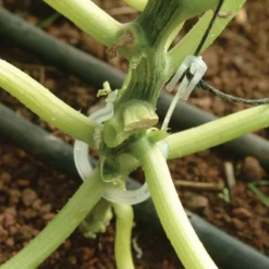 Palram Canopia Greenhouse Trellis Kit -Zen Gardenia Sales 702420 palram canopia greenhouse trellis kit close up4 min