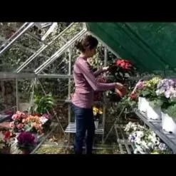 6'x4' Palram Canopia Harmony Small Silver Polycarbonate Greenhouse (1.8x1.2m) 20 6'x4' Palram Canopia Harmony Small Silver Polycarbonate Greenhouse (1.8x1.2m) -Zen Gardenia Sales hqdefault 34