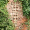 6' X 2' Forest Traditional Pressure Treated Fan Trellis (1.8m X 0.6m) -Zen Gardenia Sales tradf62v3 6x2 forest traditional fan trellis insitu1 min